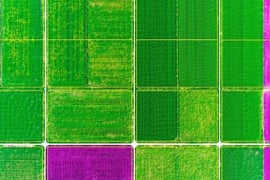 Agriculture